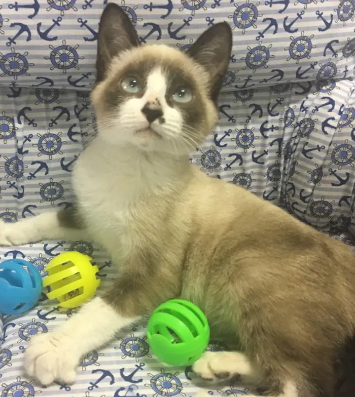 Gato ra a SRD idade 2 a 6 meses nome BILBO