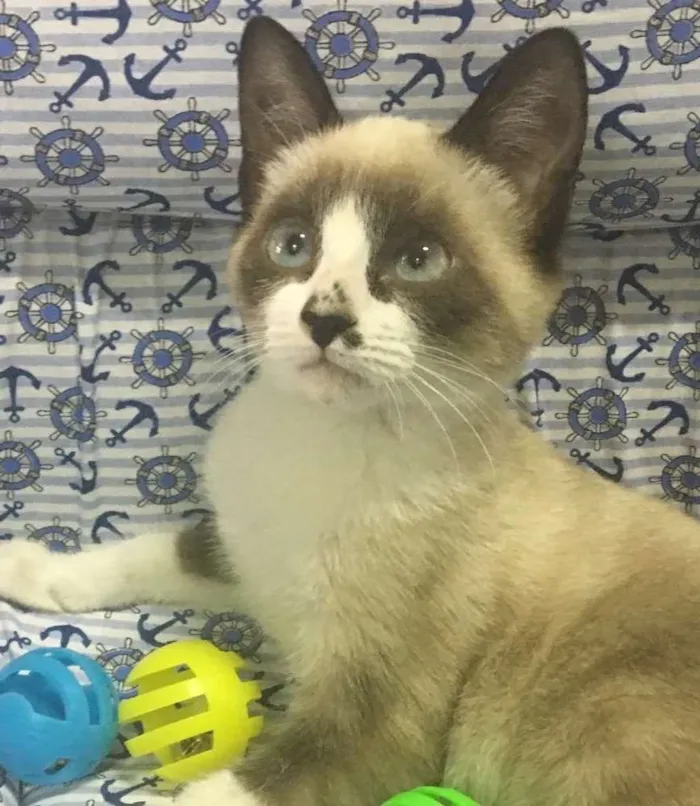 Gato ra a SRD idade 2 a 6 meses nome BILBO