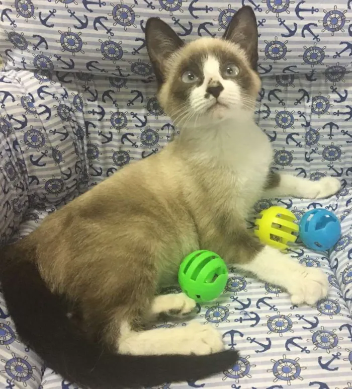 Gato ra a SRD idade 2 a 6 meses nome BILBO