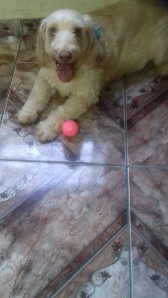 Cachorro ra a Indefinida idade 6 ou mais anos nome Talita