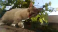 Oliver
