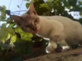 Oliver