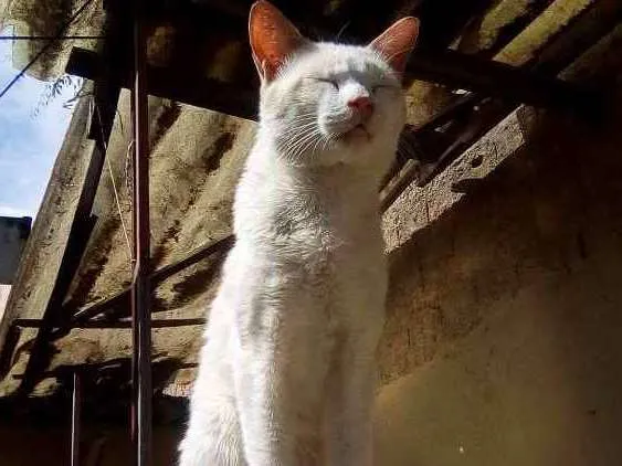 Gato ra a Siamês. idade 3 anos nome Chiquinho.