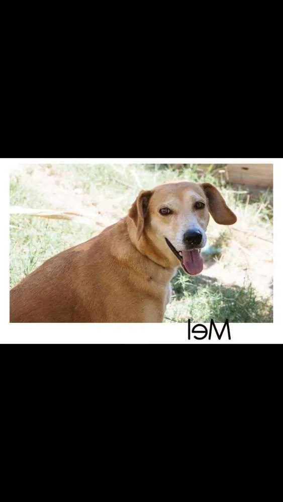 Cachorro raça raça indefinida idade 2 anos nome Mel