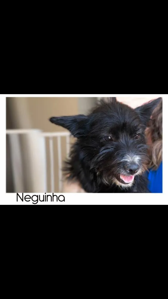 Cachorro raça raça indefinida  idade 1 ano nome Neguinha