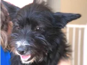 Cachorro raça raça indefinida  idade 1 ano nome Neguinha