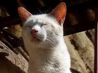 Gato ra a Siamês. idade 3 anos nome Chiquinho.