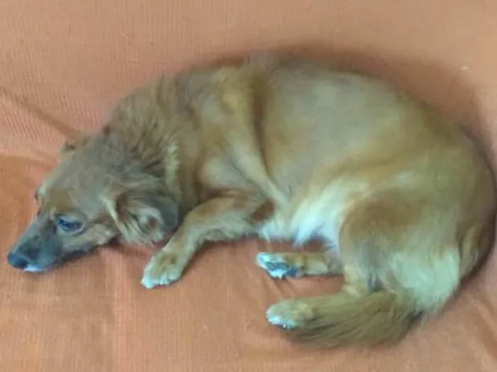 Cachorro ra a indefinida idade 6 ou mais anos nome Talita