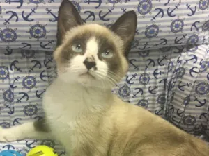 Gato raça SRD idade 2 a 6 meses nome BILBO