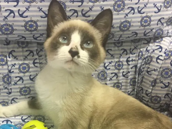 Gato ra a SRD idade 2 a 6 meses nome BILBO