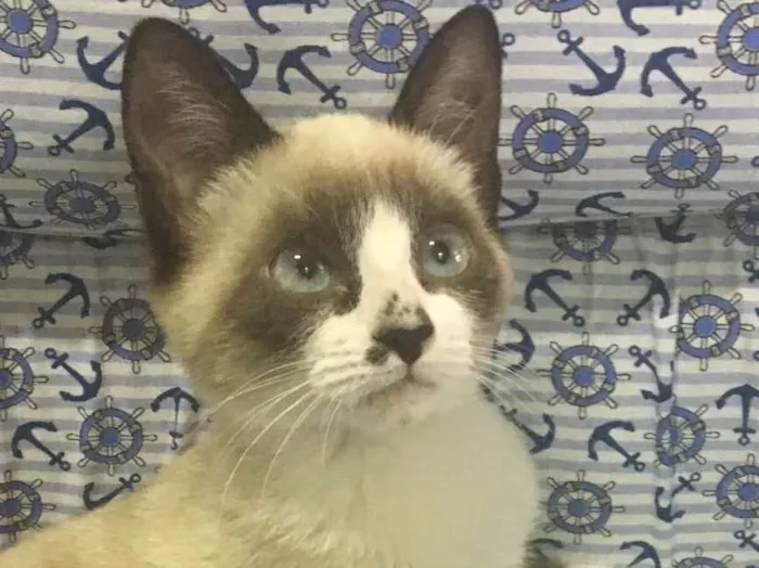 Gato ra a SRD idade 2 a 6 meses nome BILBO