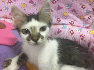 Gato raça SRD idade 2 a 6 meses nome SOL