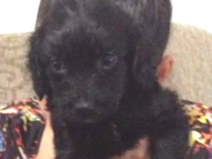 Cachorro ra a Srd idade Abaixo de 2 meses nome Flor