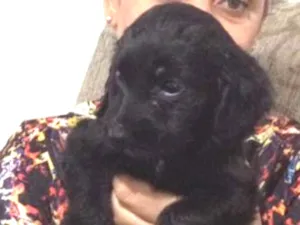 Cachorro raça Srd idade Abaixo de 2 meses nome Feijão 