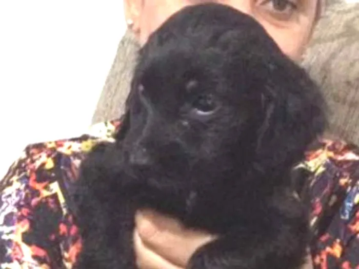 Cachorro ra a Srd idade Abaixo de 2 meses nome Feijão 