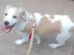 Cachorro raça Poddle misturado idade 2 a 6 meses nome Thor