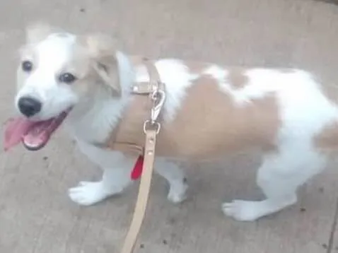 Cachorro ra a Poddle misturado idade 2 a 6 meses nome Thor