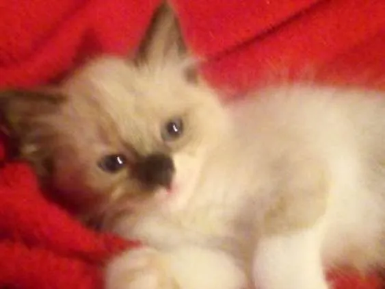 Gato ra a  idade 2 a 6 meses nome Princesa,Lindinha 