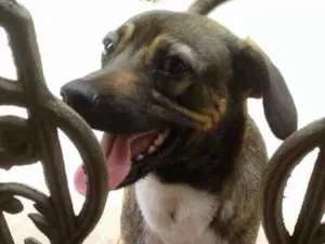 Cachorro raça vira lata idade 7 a 11 meses nome sem nome