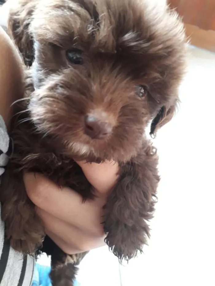 Cachorro ra a Srd idade  nome Sem nome