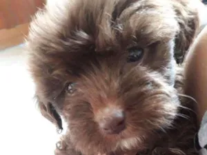 Cachorro raça Srd idade  nome Sem nome