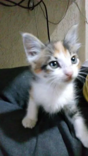 Gato raça srd idade 2 a 6 meses nome Manu