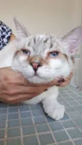 Macchiato