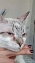 Macchiato