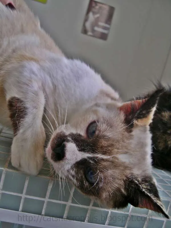 Gato ra a SRD idade 2 anos nome Flan