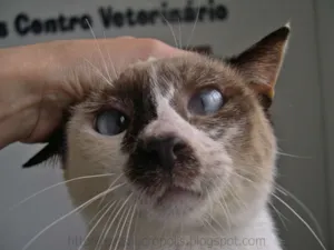 Gato raça SRD idade 2 anos nome Flan