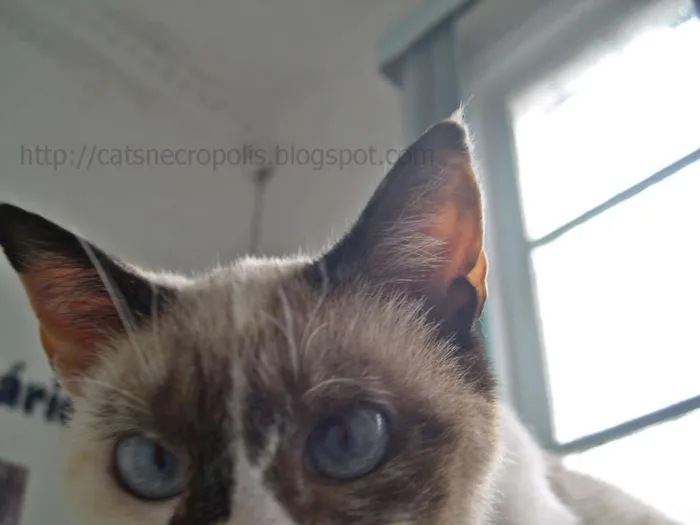 Gato ra a SRD idade 2 anos nome Flan
