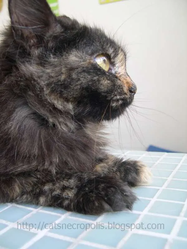 Gato ra a srd idade 2 a 6 meses nome Palhinha