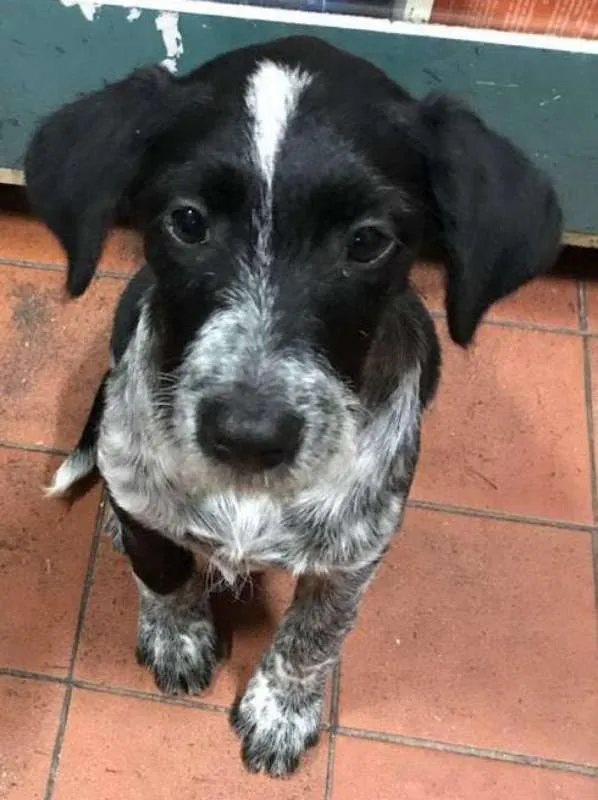 Cachorro ra a srd idade 2 a 6 meses nome Julius