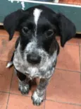 Julius