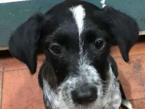 Cachorro raça srd idade 2 a 6 meses nome Julius