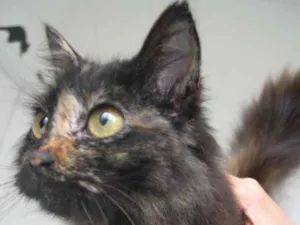 Gato raça srd idade 2 a 6 meses nome Palhinha