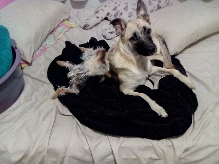 Cachorro ra a Pastor Belga  idade 7 a 11 meses nome Bob