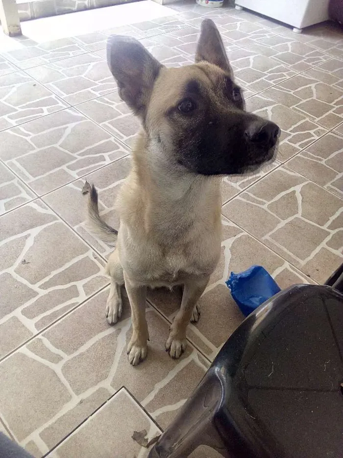 Cachorro ra a Pastor Belga  idade 7 a 11 meses nome Bob
