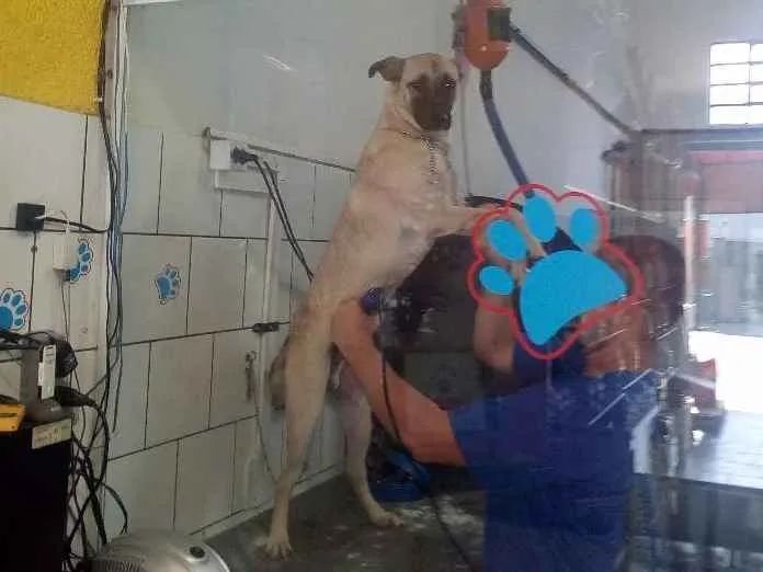 Cachorro ra a Pastor Belga  idade 7 a 11 meses nome Bob