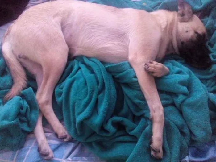 Cachorro ra a Pastor Belga  idade 7 a 11 meses nome Bob