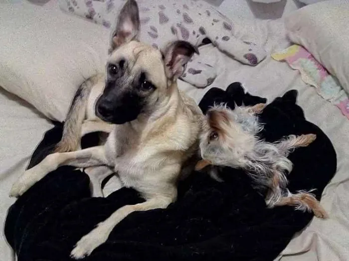 Cachorro ra a Pastor Belga  idade 7 a 11 meses nome Bob