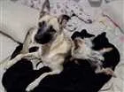 Cachorro raça Pastor Belga  idade 7 a 11 meses nome Bob