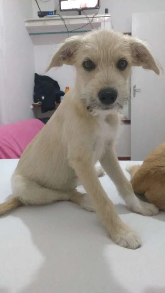 Cachorro ra a Viralata idade Abaixo de 2 meses nome Thor