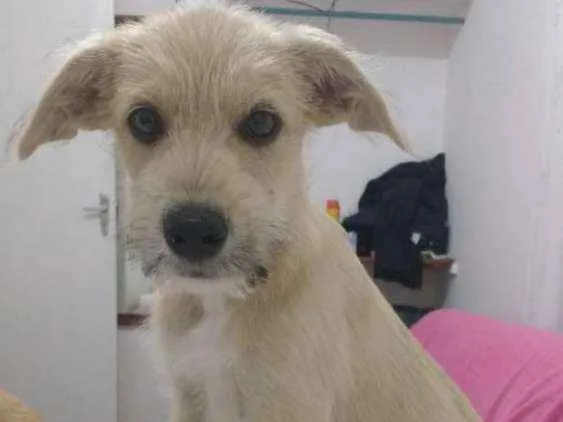 Cachorro ra a Viralata idade Abaixo de 2 meses nome Thor