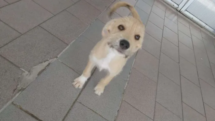 Cachorro ra a Viralata idade Abaixo de 2 meses nome Thor