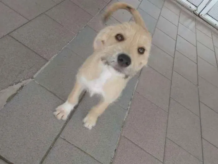 Cachorro ra a Viralata idade Abaixo de 2 meses nome Thor
