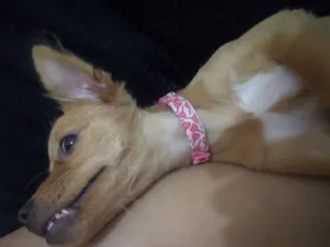 Cachorro raça Virá lata idade 2 a 6 meses nome Mel