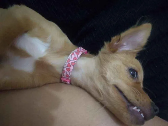 Cachorro raça Virá lata idade 2 a 6 meses nome Mel