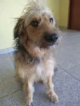 dino