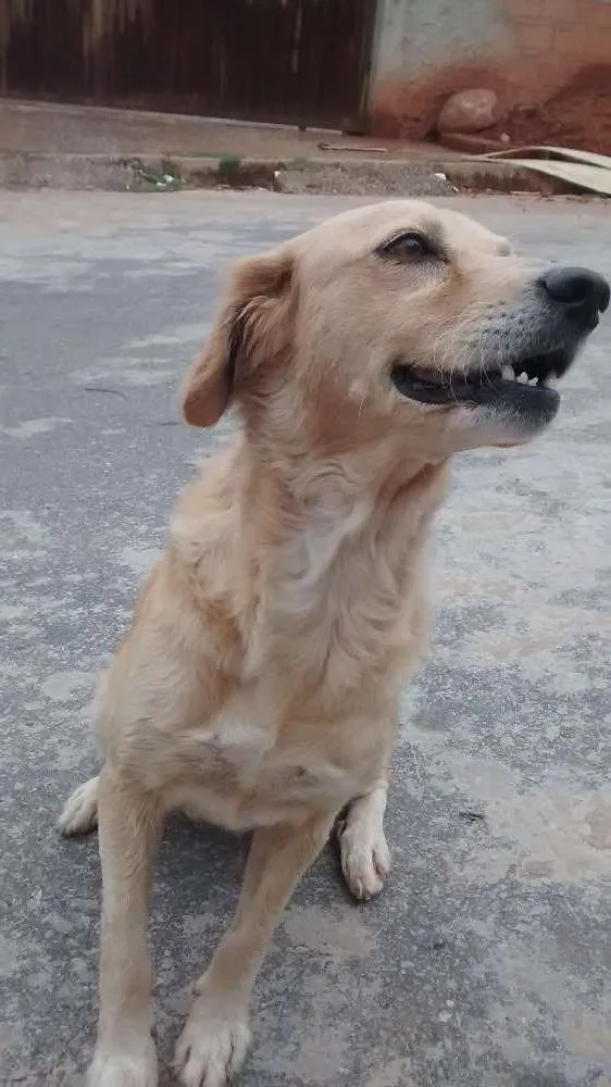 Cachorro ra a Indefinida idade 3 anos nome Branca